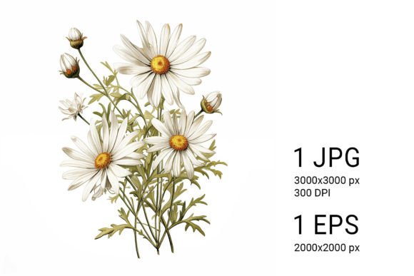 Download White Daisies on White Background - Daisies Collection