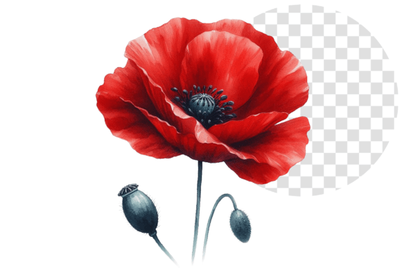 Download Poppify Watercolor Red Poppy Clipart - Red Collection